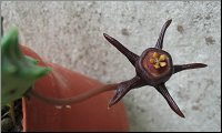 Duvalia modesta 1